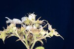 Rubus parviflorus (II) (IMG_0128.jpg)