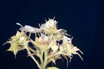 Rubus parviflorus (II) (IMG_0129.jpg)