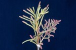 Salicornia pacifica (IMG_0001.jpg)