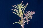 Salicornia pacifica (IMG_0002.jpg)