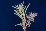 Salicornia pacifica (IMG_0003.jpg)