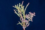 Salicornia pacifica (IMG_0004.jpg)