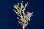 Salicornia pacifica (IMG_0005.jpg)