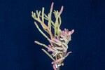 Salicornia pacifica (IMG_0006.jpg)