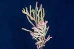 Salicornia pacifica (IMG_0007.jpg)