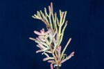 Salicornia pacifica (IMG_0009.jpg)