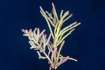 Salicornia pacifica (IMG_0012.jpg)
