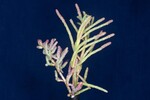 Salicornia pacifica (IMG_0014.jpg)