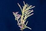 Salicornia pacifica (IMG_0015.jpg)