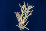 Salicornia pacifica (IMG_0016.jpg)
