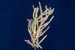 Salicornia pacifica (IMG_0017.jpg)