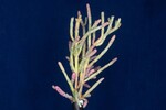 Salicornia pacifica (IMG_0018.jpg)
