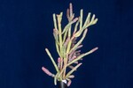 Salicornia pacifica (IMG_0019.jpg)