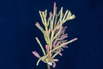 Salicornia pacifica (IMG_0020.jpg)