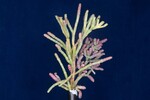 Salicornia pacifica (IMG_0021.jpg)