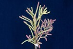 Salicornia pacifica (IMG_0022.jpg)
