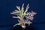 Salicornia pacifica (IMG_0023.jpg)