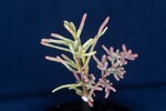 Salicornia pacifica (IMG_0024.jpg)