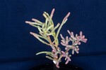 Salicornia pacifica (IMG_0025.jpg)