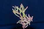 Salicornia pacifica (IMG_0027.jpg)