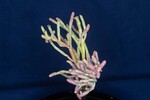 Salicornia pacifica (IMG_0028.jpg)