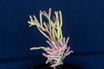 Salicornia pacifica (IMG_0029.jpg)