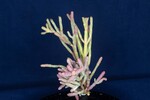 Salicornia pacifica (IMG_0030.jpg)