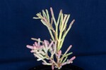 Salicornia pacifica (IMG_0032.jpg)