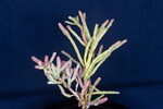 Salicornia pacifica (IMG_0034.jpg)