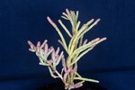 Salicornia pacifica (IMG_0035.jpg)