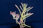 Salicornia pacifica (IMG_0036.jpg)