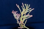 Salicornia pacifica (IMG_0037.jpg)