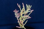 Salicornia pacifica (IMG_0038.jpg)