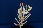 Salicornia pacifica (IMG_0040.jpg)