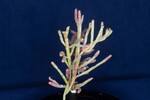 Salicornia pacifica (IMG_0041.jpg)