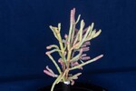 Salicornia pacifica (IMG_0042.jpg)