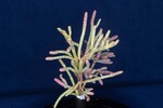 Salicornia pacifica (IMG_0043.jpg)