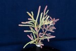 Salicornia pacifica (IMG_0044.jpg)