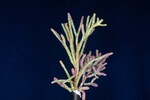 Salicornia pacifica (IMG_0045.jpg)