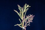 Salicornia pacifica (IMG_0046.jpg)