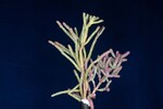 Salicornia pacifica (IMG_0047.jpg)