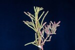 Salicornia pacifica (IMG_0048.jpg)