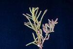 Salicornia pacifica (IMG_0049.jpg)