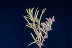 Salicornia pacifica (IMG_0050.jpg)