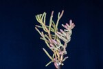 Salicornia pacifica (IMG_0051.jpg)