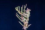 Salicornia pacifica (IMG_0052.jpg)
