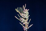 Salicornia pacifica (IMG_0053.jpg)