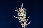 Salicornia pacifica (IMG_0054.jpg)