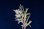 Salicornia pacifica (IMG_0056.jpg)
