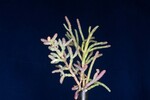 Salicornia pacifica (IMG_0057.jpg)